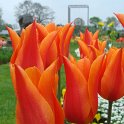 Tulipa fleur de lis 'Ballerina' PB 6